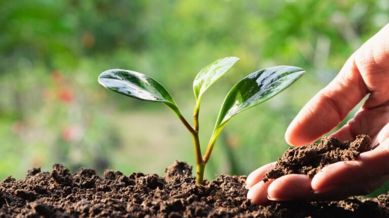 Ofrecer desde la Abundancia