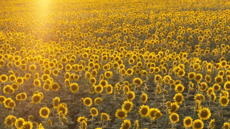 La Abundancia como Estado de Conciencia