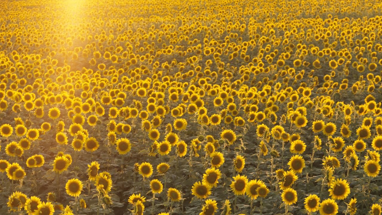 La Abundancia como Estado de Conciencia